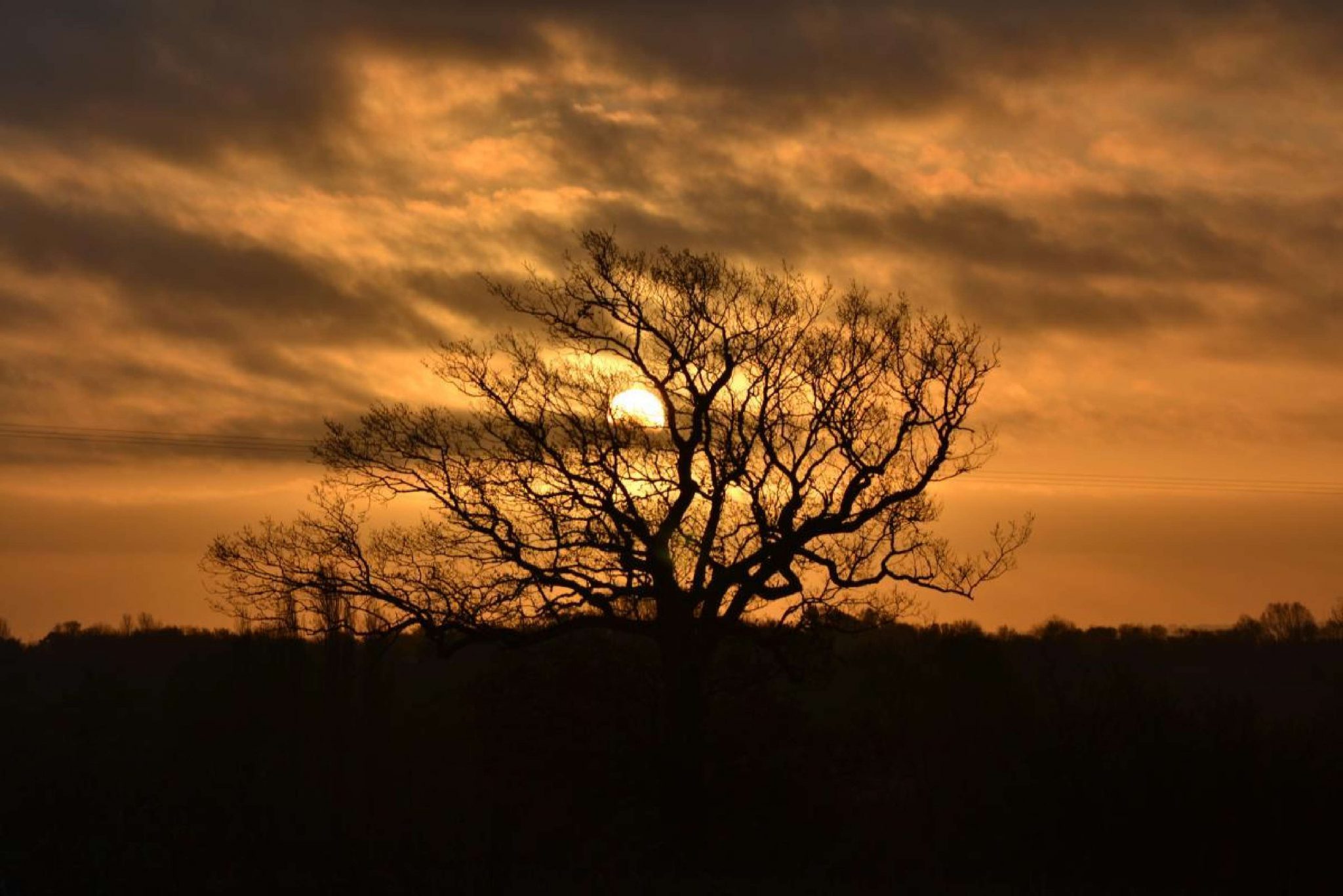 Trees and Plants - Old Park Meadow