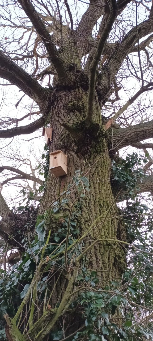 Bird Box- Memorial- Tree